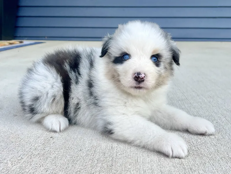 Panda Bear – Australian Shepherd puppy for sale in Loda, IL