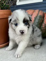 Casper, a male Australian Shepherd for sale in Loda, IL – 3 of 5