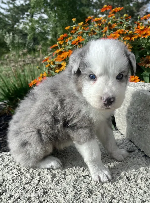 Lenny – Australian Shepherd puppy for sale in Loda, IL