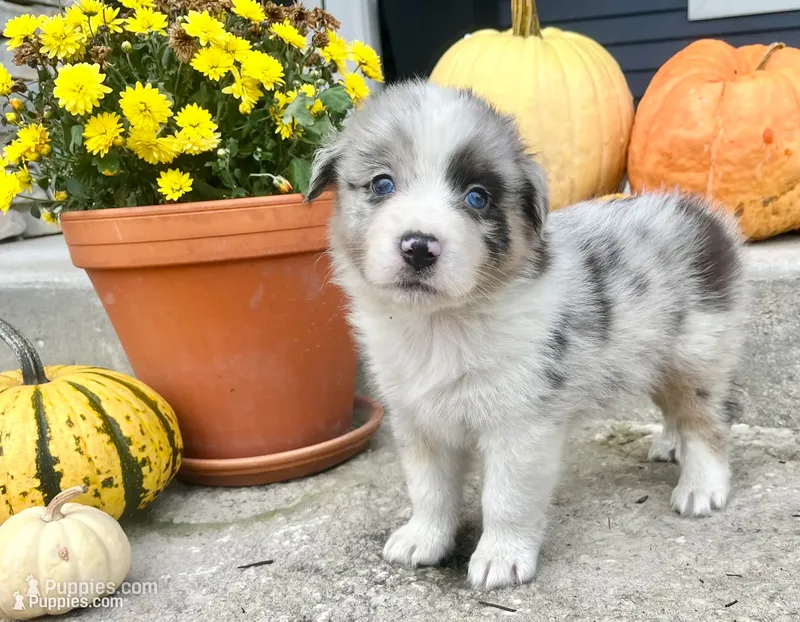 Casper – Australian Shepherd puppy for sale in Loda, IL
