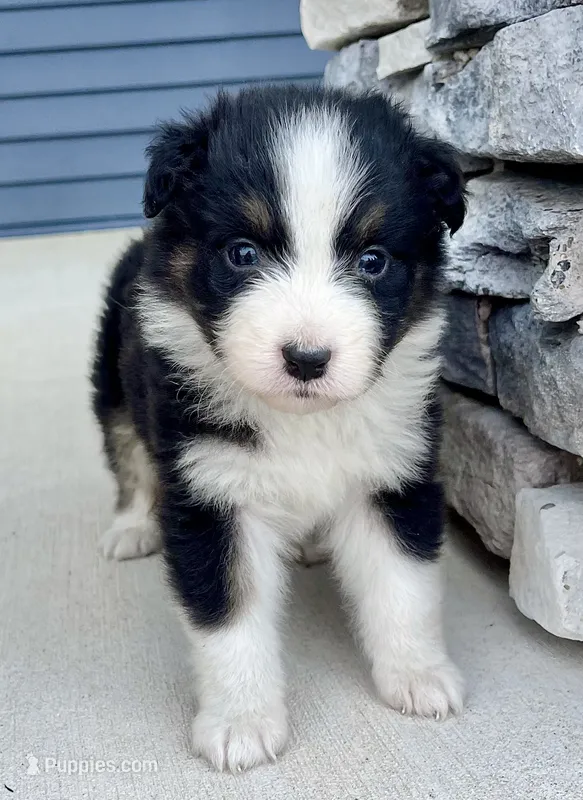 Willa – Australian Shepherd puppy for sale in Loda, IL