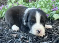 Shaddow, a male Australian Shepherd for sale in Loda, IL – 3 of 4