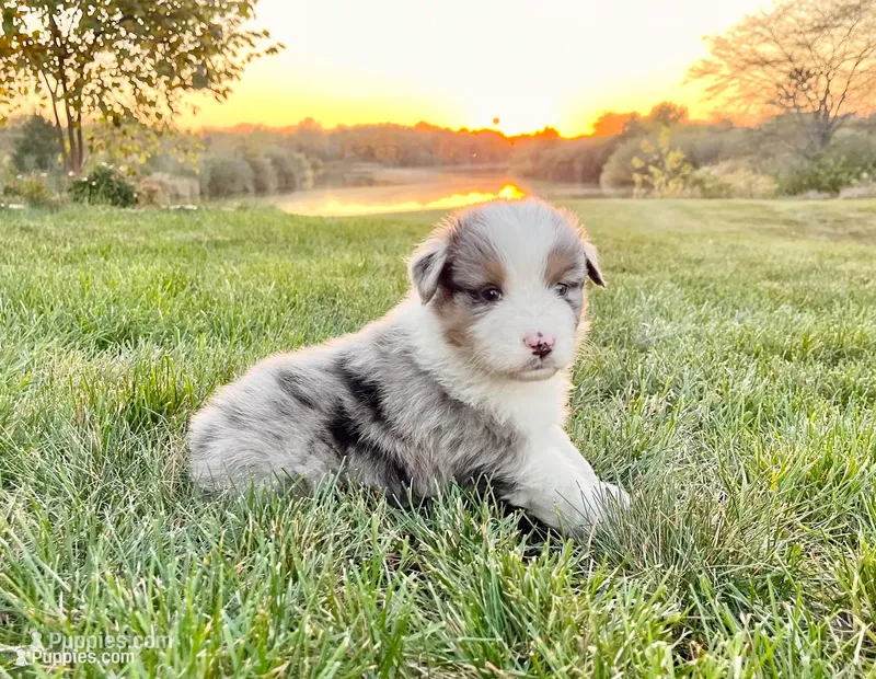 Buck – Australian Shepherd puppy for sale in Loda, IL