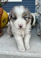 Buck, a male Australian Shepherd for sale in Loda, IL – 2 of 6