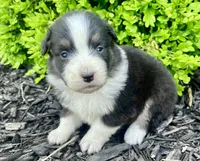 Willa, a female Australian Shepherd for sale in Loda, IL – 3 of 4