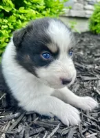 Dream, a female Australian Shepherd for sale in Loda, IL – 3 of 4