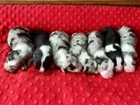 Manny, a male Australian Shepherd for sale in Loda, IL – 6 of 6