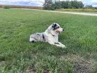 Barron, a male Australian Shepherd for sale in Loda, IL – 2 of 4