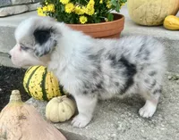 Biscuit , a female Australian Shepherd for sale in Loda, IL – 5 of 7