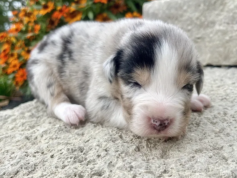 Honor – Australian Shepherd puppy for sale in Loda, IL
