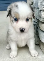 Biscuit , a female Australian Shepherd for sale in Loda, IL – 2 of 7