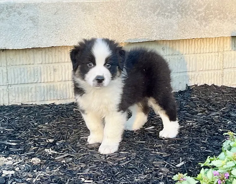 Roman – Australian Shepherd puppy for sale in Loda, IL