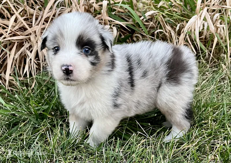 Casper – Australian Shepherd puppy for sale in Loda, IL