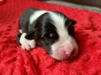 Manny, a male Australian Shepherd for sale in Loda, IL – 5 of 6