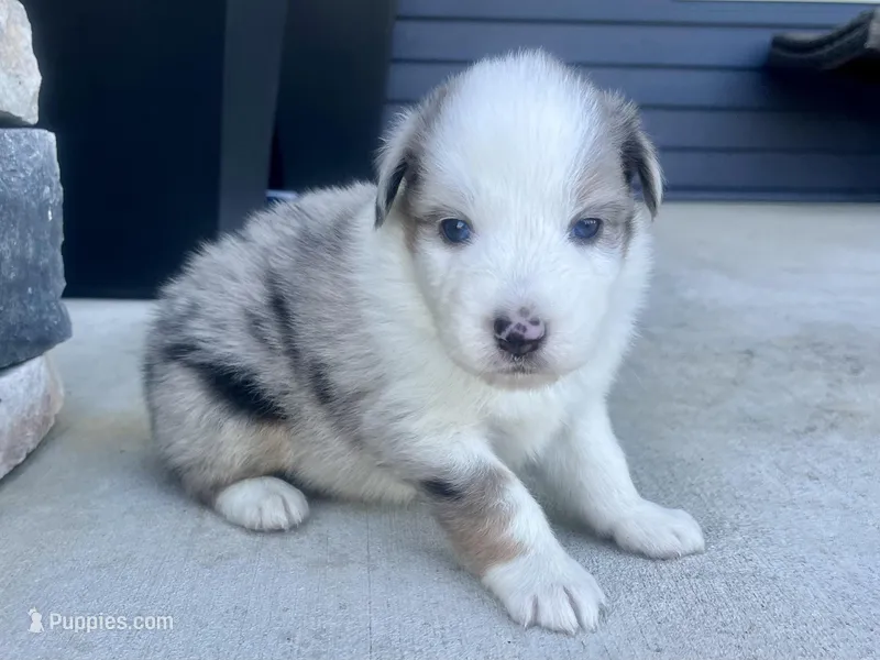 Marshall – Australian Shepherd puppy for sale in Loda, IL