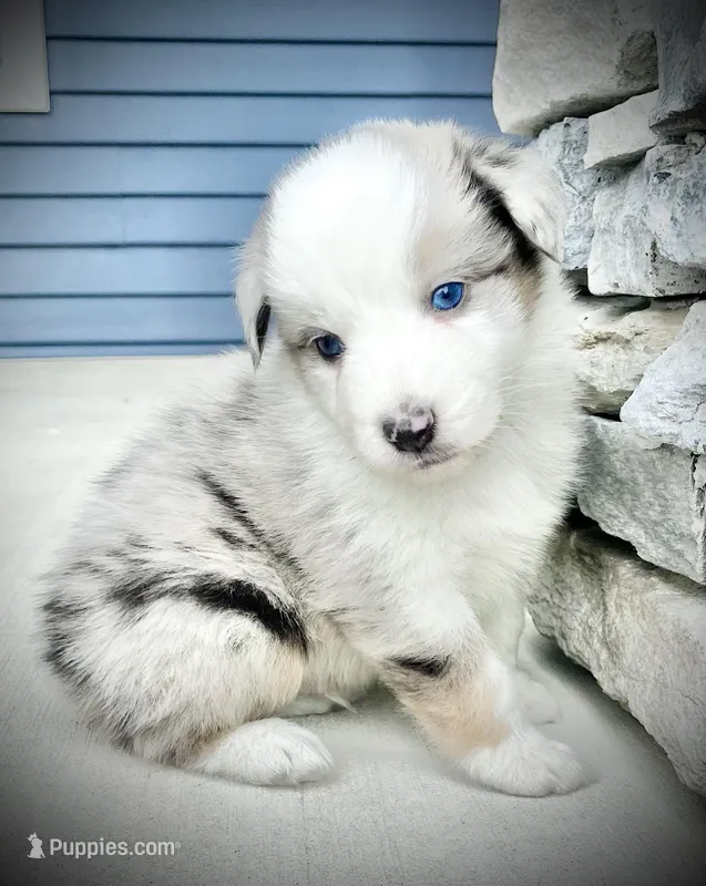 Marshall – Australian Shepherd puppy for sale in Loda, IL