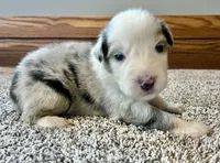 Marshall, a male Australian Shepherd for sale in Loda, IL – Photo 3 of 3