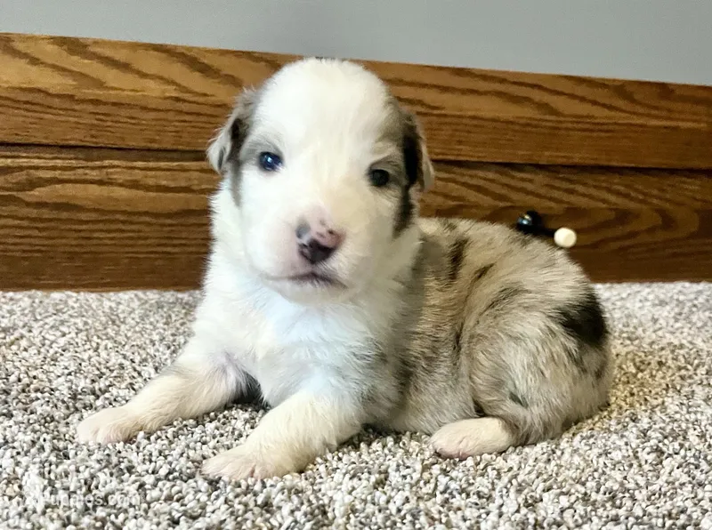 Marshall – Australian Shepherd puppy for sale in Loda, IL