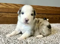 Marshall, a male Australian Shepherd for sale in Loda, IL – Photo 1 of 3