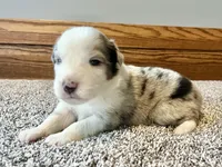Marshall, a male Australian Shepherd for sale in Loda, IL – Photo 2 of 3