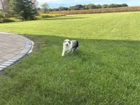 Barron, a male Australian Shepherd for sale in Loda, IL – 3 of 4