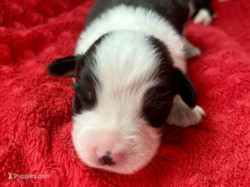 Bobby – Australian Shepherd puppy for sale in Loda, IL