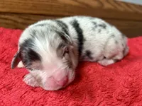 Honor, a male Australian Shepherd for sale in Loda, IL – 2 of 6