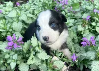 Pumpkin, a female Australian Shepherd for sale in Loda, IL – 4 of 5