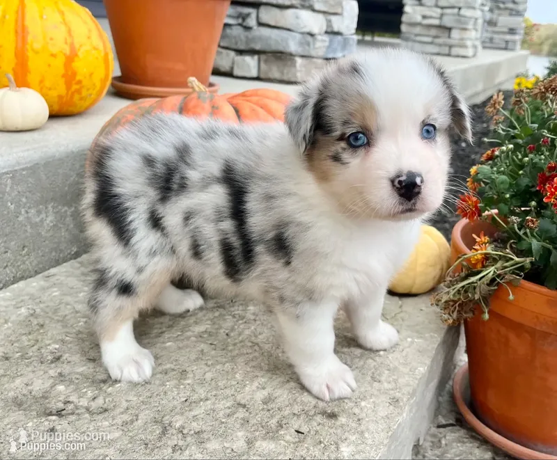 Biscuit  – Australian Shepherd puppy for sale in Loda, IL