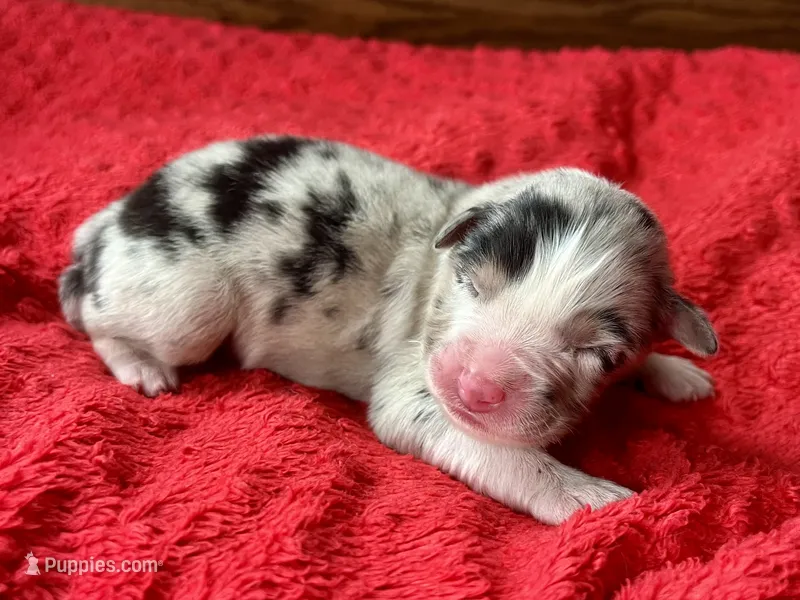 Honor – Australian Shepherd puppy for sale in Loda, IL