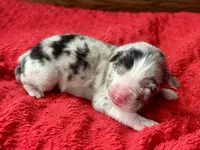 Honor, a male Australian Shepherd for sale in Loda, IL – 1 of 6