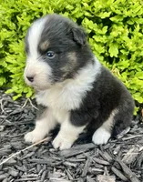 Willa, a female Australian Shepherd for sale in Loda, IL – 2 of 4