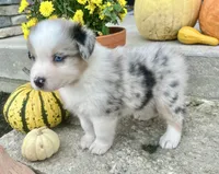 Biscuit , a female Australian Shepherd for sale in Loda, IL – 6 of 7