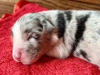 Honor, a male Australian Shepherd for sale in Loda, IL – 4 of 6