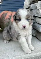 Buck, a male Australian Shepherd for sale in Loda, IL – 4 of 6