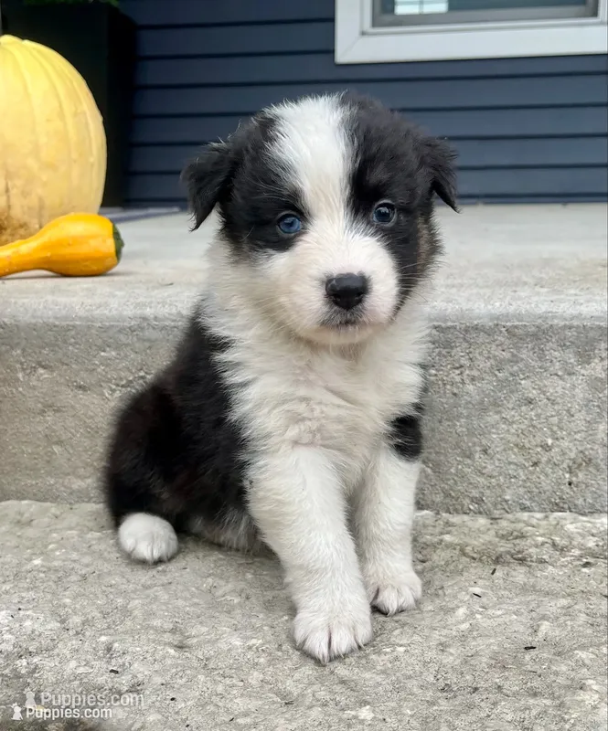 Raven  – Australian Shepherd puppy for sale in Loda, IL