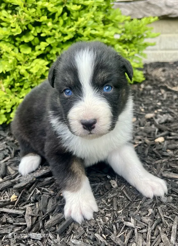 Luna – Australian Shepherd puppy for sale in Loda, IL