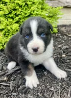 Luna, a female Australian Shepherd for sale in Loda, IL – 1 of 4