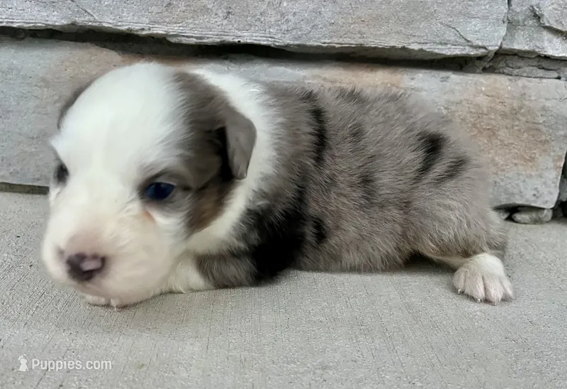 Lenny – Australian Shepherd puppy for sale in Loda, IL