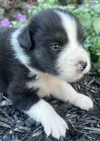 Shaddow, a male Australian Shepherd for sale in Loda, IL – 4 of 4