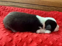 Bobby, a male Australian Shepherd for sale in Loda, IL – 4 of 7