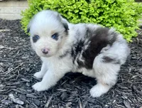 Panda Bear, a female Australian Shepherd for sale in Loda, IL – 3 of 5