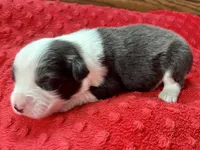 Bobby, a male Australian Shepherd for sale in Loda, IL – 2 of 7