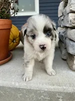 Casper, a male Australian Shepherd for sale in Loda, IL – 5 of 5