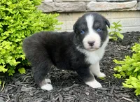 Luna, a female Australian Shepherd for sale in Loda, IL – 4 of 4