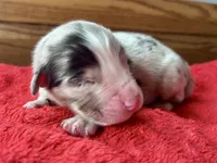 Honor, a male Australian Shepherd for sale in Loda, IL – 5 of 6