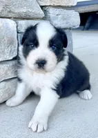 Roman, a male Australian Shepherd for sale in Loda, IL – Photo 2 of 2