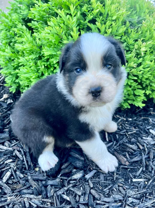 Roman – Australian Shepherd puppy for sale in Loda, IL