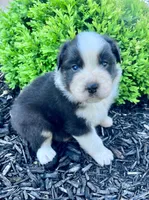 Roman, a male Australian Shepherd for sale in Loda, IL – Photo 1 of 2
