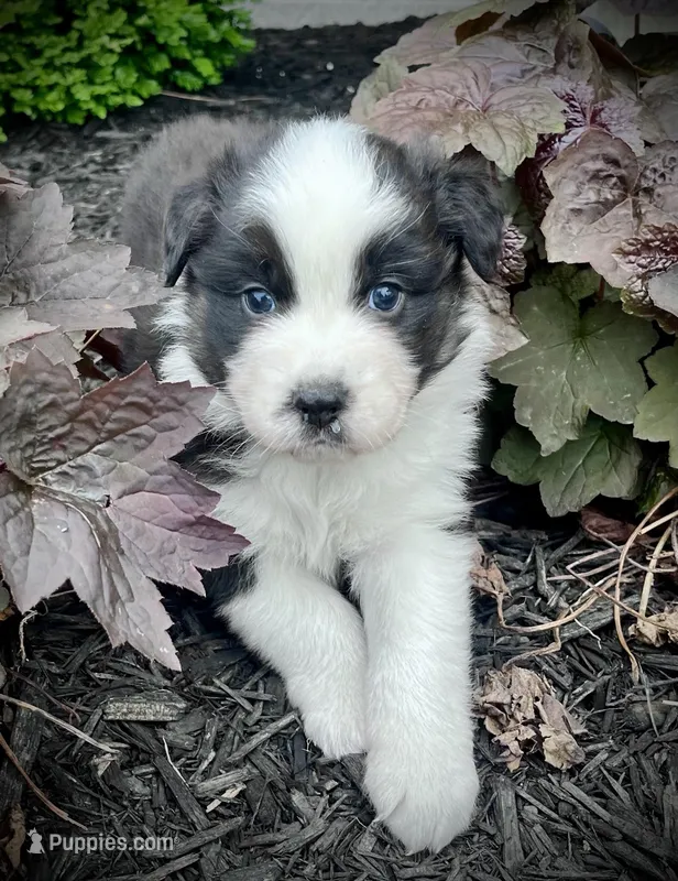 Roman – Australian Shepherd puppy for sale in Loda, IL